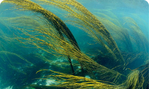 BRETAGNE MER DIROISE CHAMP D ALGUES HIMANTHALES HIMANTHALIA ELONGATA SEA THONG BRITTANY
